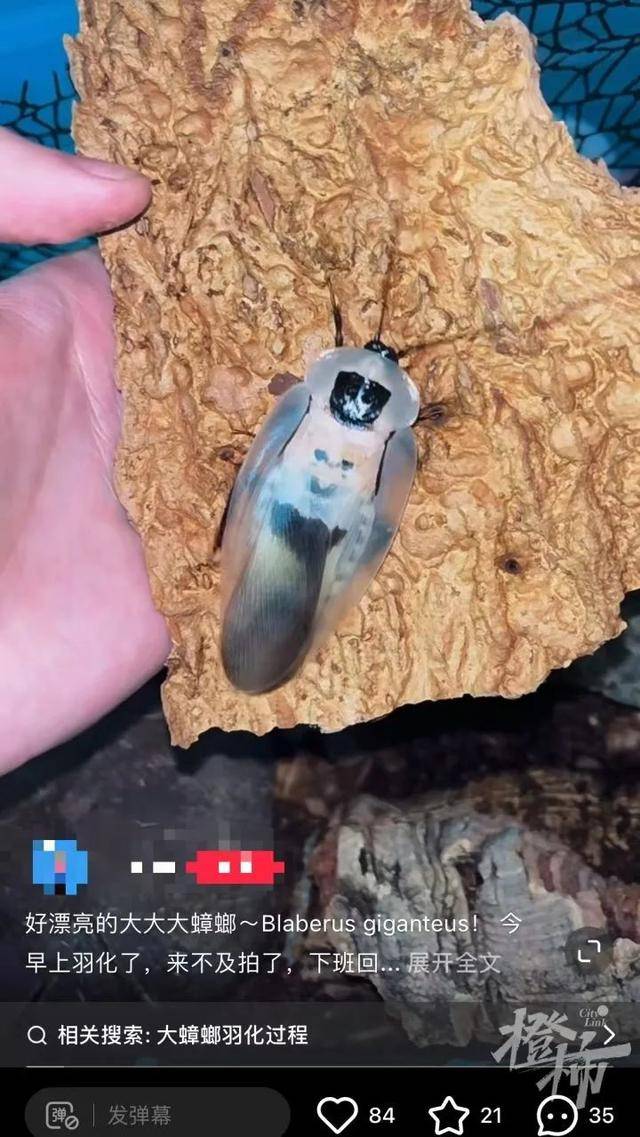 皇冠信用网庄家_门口惊现“蟑螂”皇冠信用网庄家,杭州一住户用杀虫剂一喷,邻居怒了:我的螳螂……