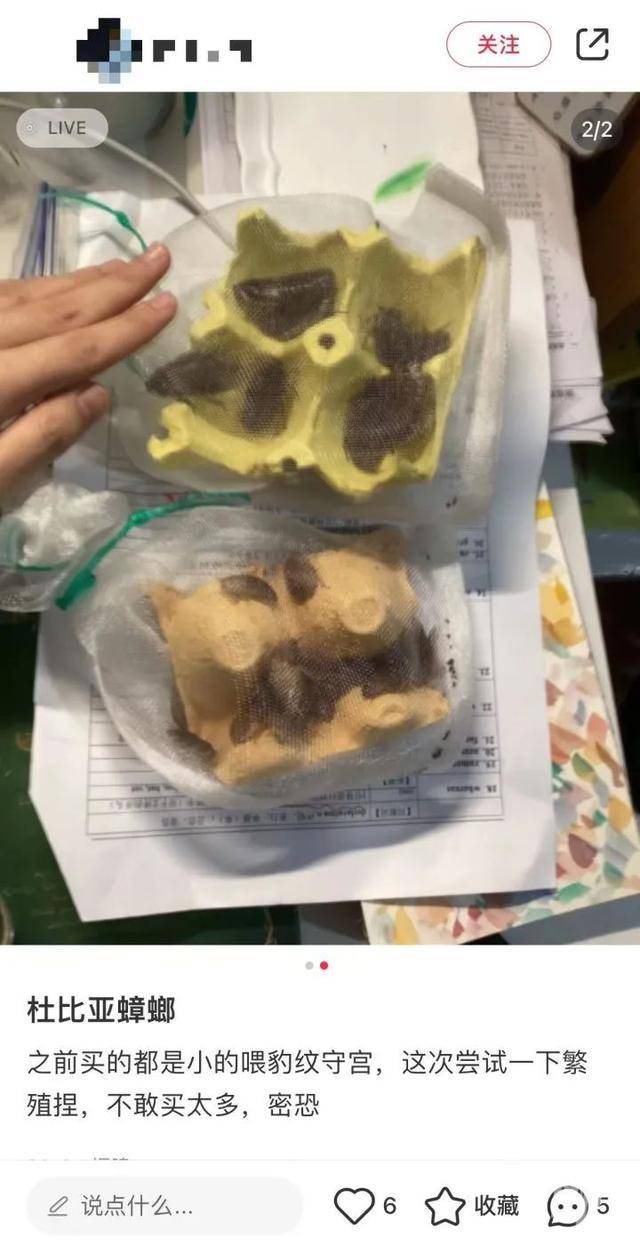 皇冠信用网庄家_门口惊现“蟑螂”皇冠信用网庄家,杭州一住户用杀虫剂一喷,邻居怒了:我的螳螂……