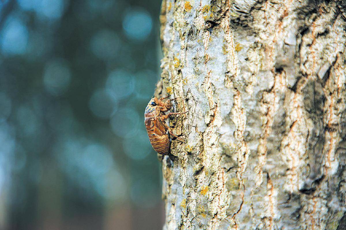 皇冠信用网开户_夏夜在公园里抓“季鸟猴”皇冠信用网开户,违规吗?
