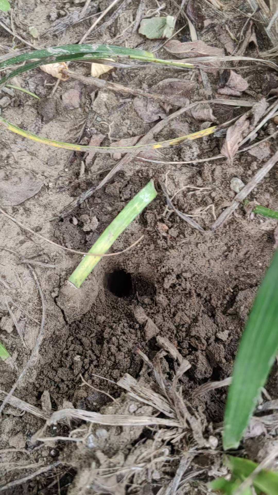 皇冠信用网开户_夏夜在公园里抓“季鸟猴”皇冠信用网开户,违规吗?