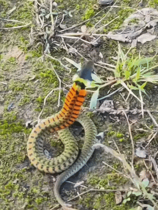 皇冠信用網在线开户_内蒙古赤峰有人拍到了“鸡脖子蛇”皇冠信用網在线开户,有毒!千万小心!