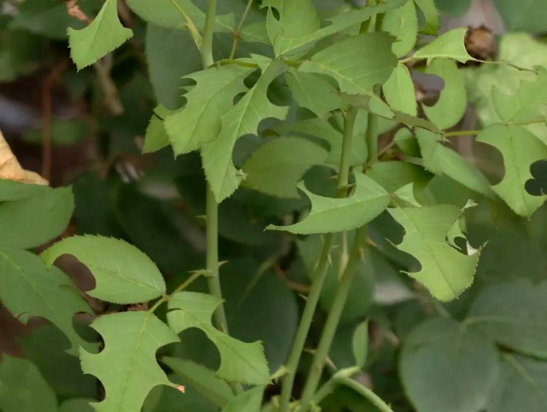 皇冠信用網如何注册_咬开桃子发现一堆树叶?莫慌皇冠信用網如何注册!你是遇到了它→