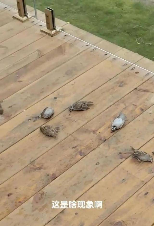 皇冠信用盘会员账号_一群麻雀飞着飞着纷纷坠亡皇冠信用盘会员账号,林业部门:可能是中毒了,将联合公安调查