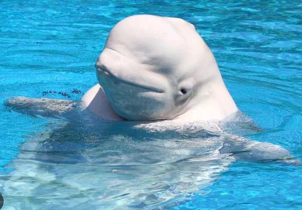 皇冠信用网代理出租_宁愿全部安乐死皇冠信用网代理出租,也不给中国?加拿大养不起30头白鲸,中国愿接手,然而...