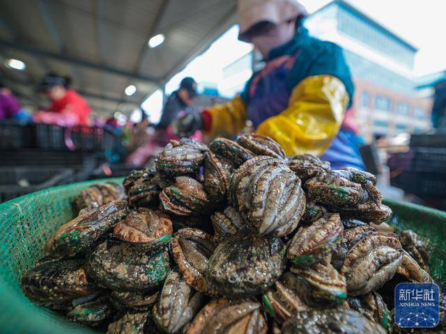 皇冠信用网足球代理
_山东荣成:鲍鱼收获忙