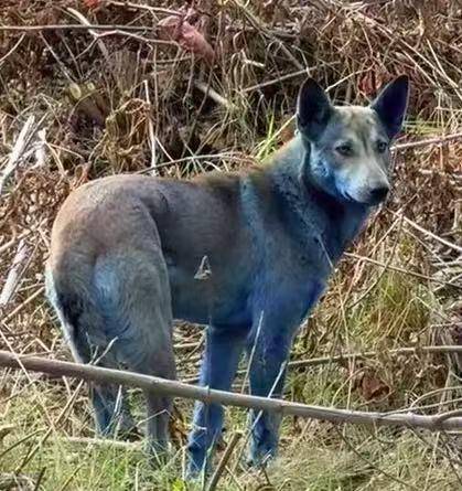 皇冠信用网出租
_切尔诺贝利核电站附近发现蓝色狗皇冠信用网出租
,当地人称一周前还正常 科学家:进化可能加速
