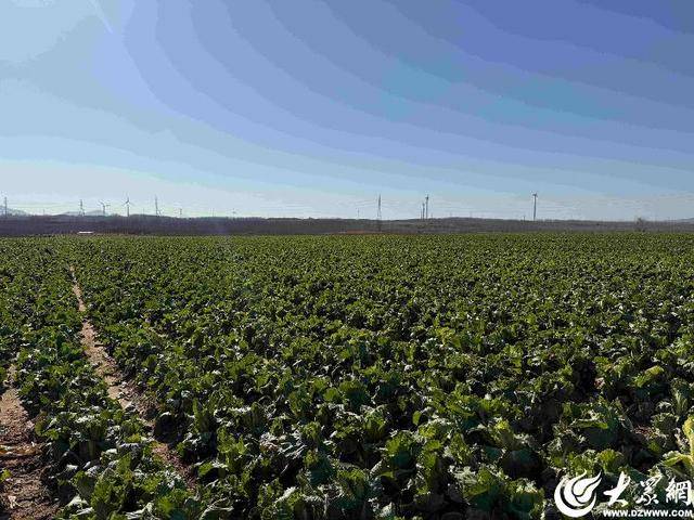 皇冠体育App下载_山东青岛：全国首批“板蓝根白菜”喜获丰收皇冠体育App下载，正式上市！首批10万棵已被上海采购商“包圆”