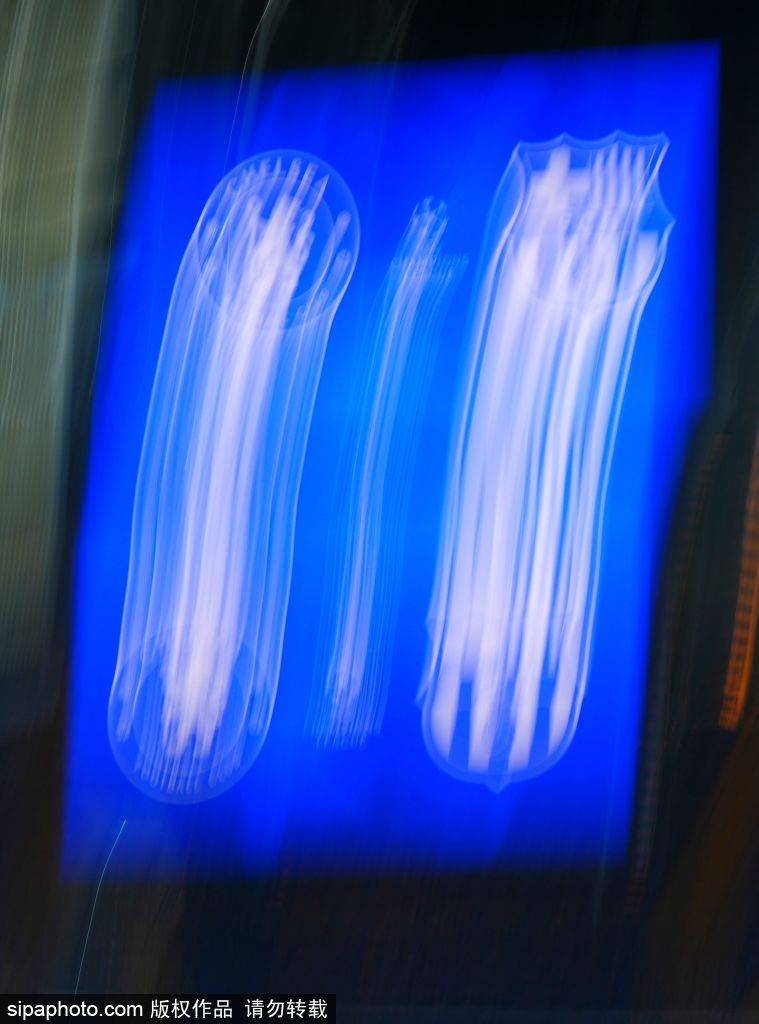 138信用盘出租_凯塞多红牌风波：切尔西中场核心缺阵三场138信用盘出租，马雷斯卡如何应对挑战？