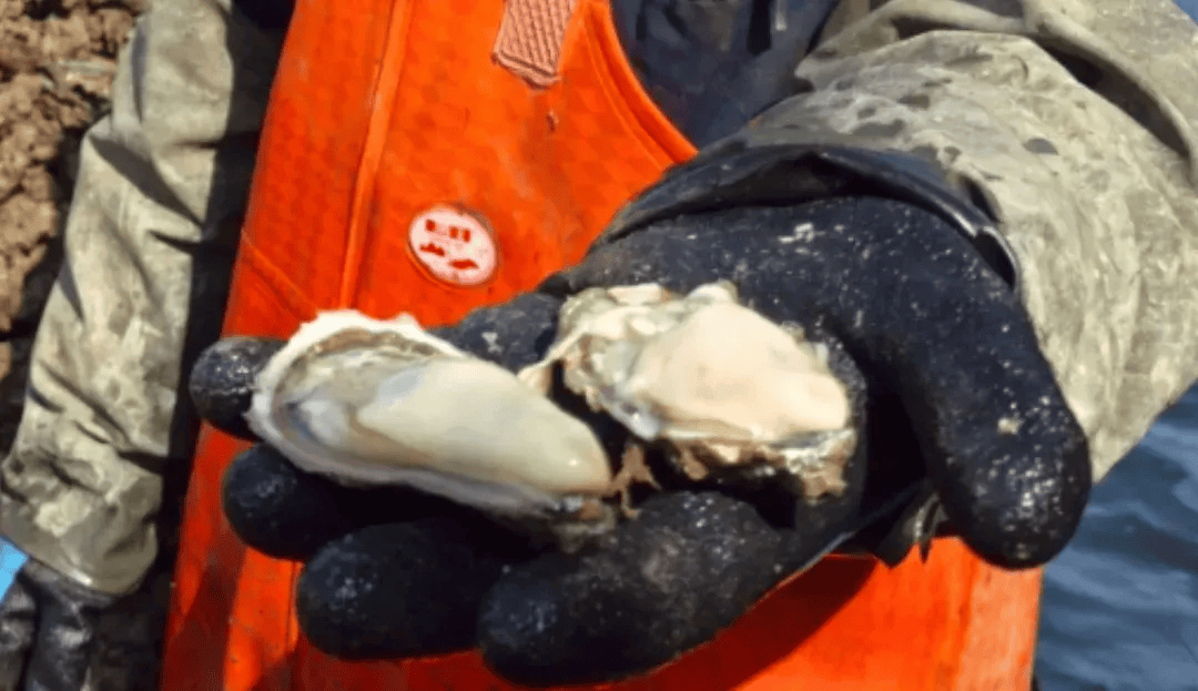 皇冠信用登2代理_批发价2元一斤皇冠信用登2代理，青岛这种海鲜卖爆了，1600万斤已上岸……